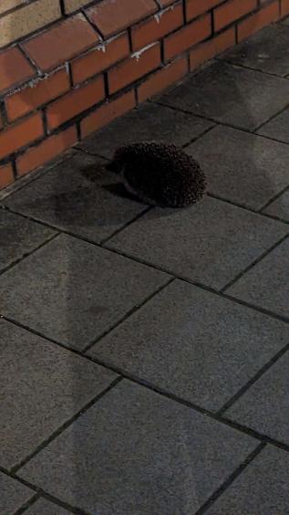static/img/blog/hog.jpg